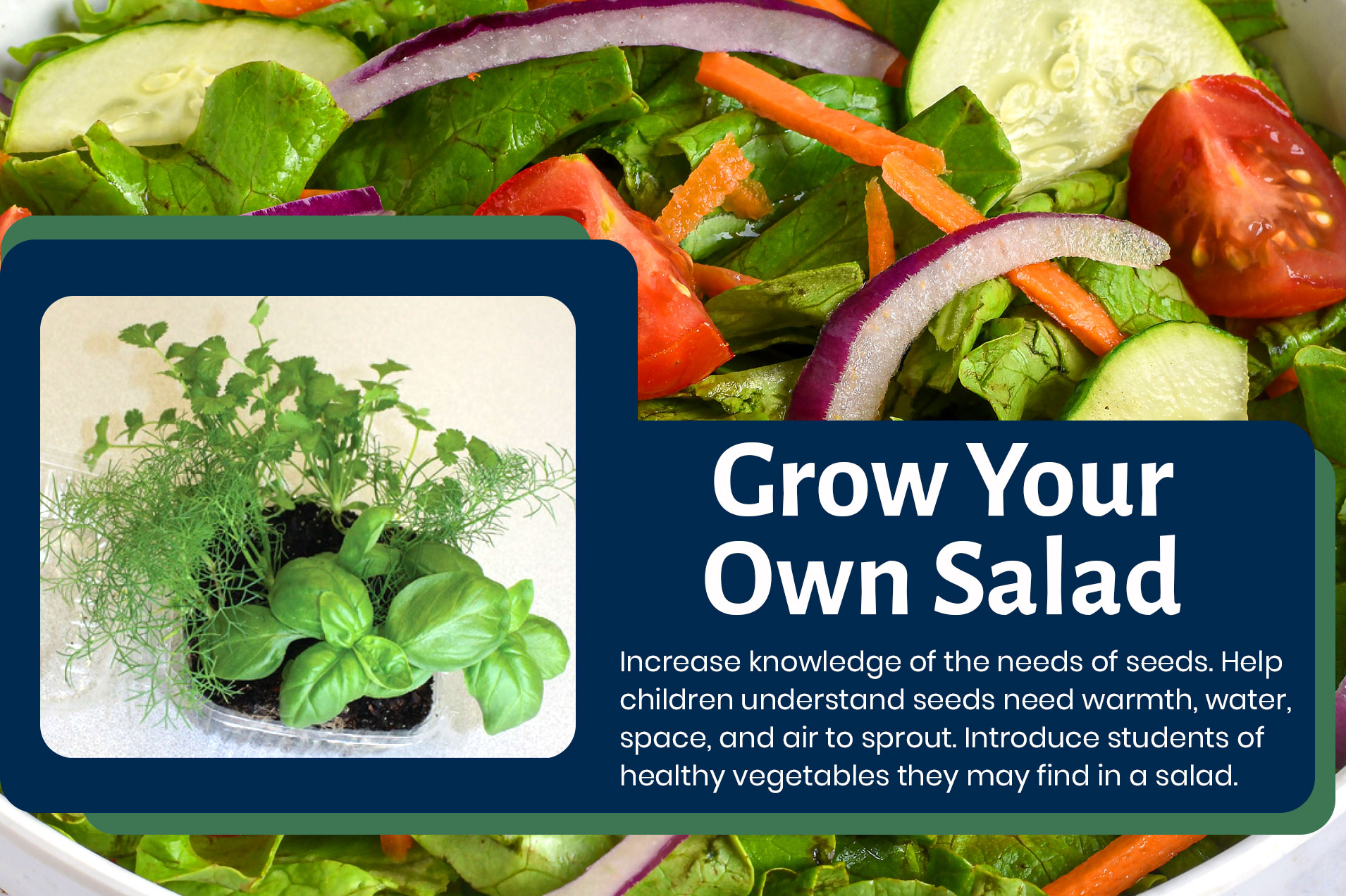 Grow Your Own Salad